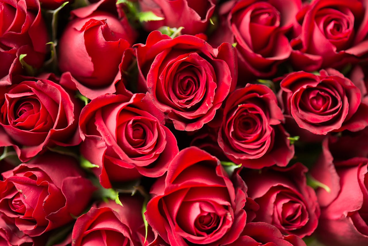 Zo houd je je rozen gezond: het juiste moment om te snoeien