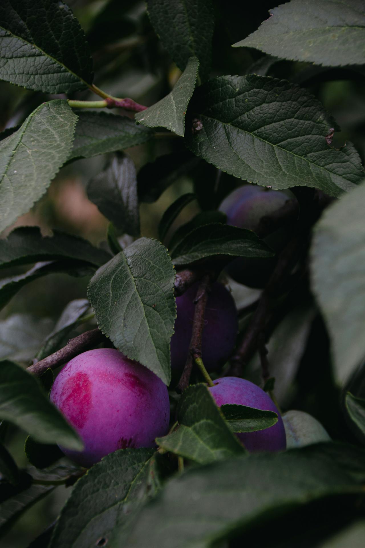 Gezonde en volle tuin door het snoeien van je pruimenboom