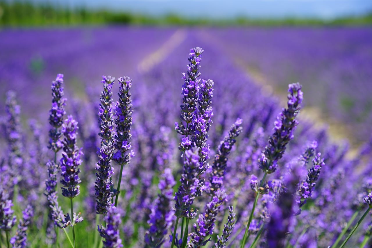 Frisse lavendel in je tuin: het belang van goed snoeien