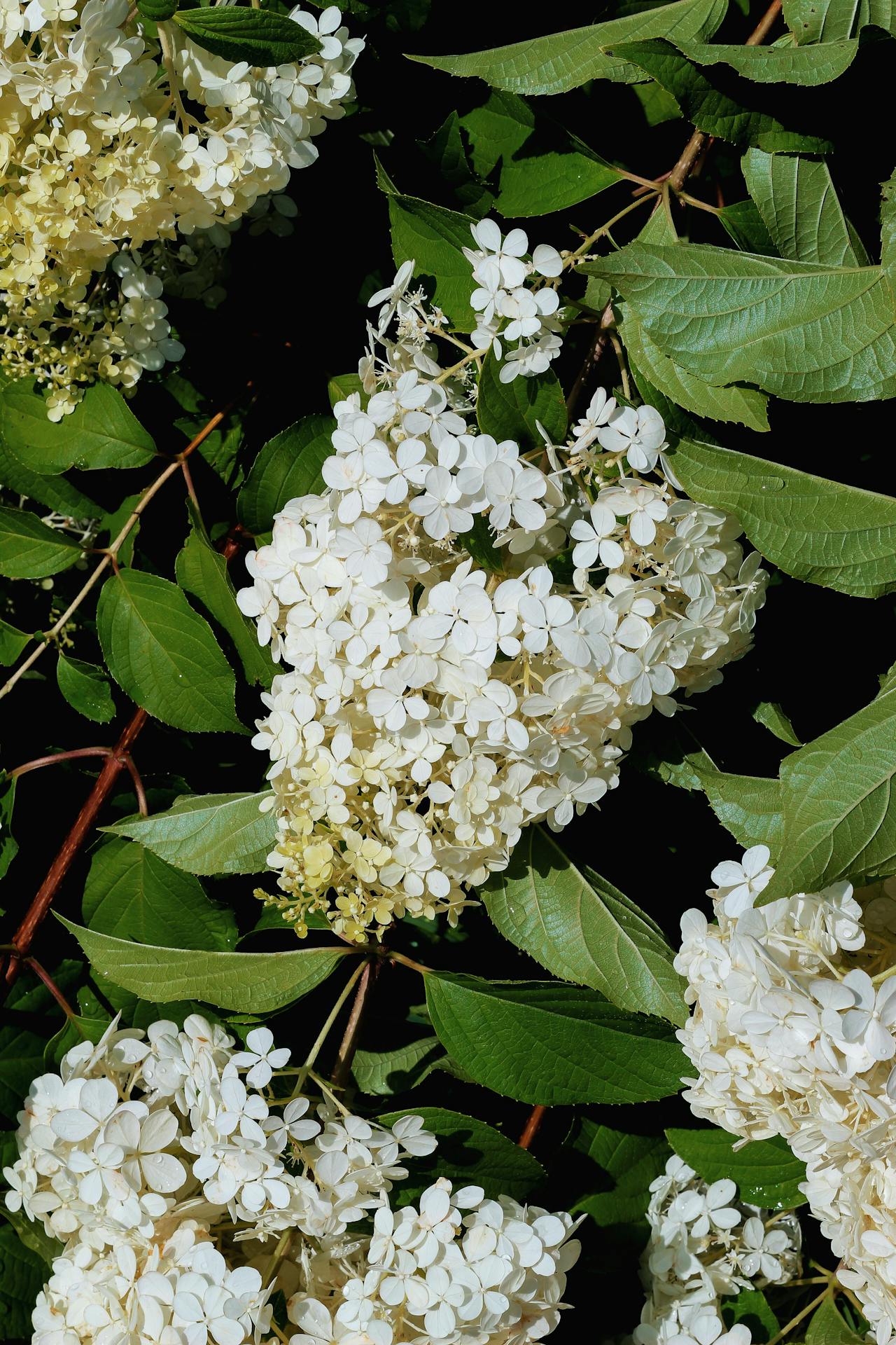 Pluimhortensia snoeien voor een gezonde en volle bloei