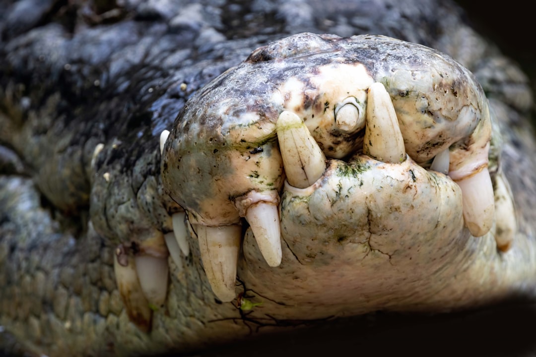 Alles wat je wilt weten over het wisselen van tanden bij kinderen