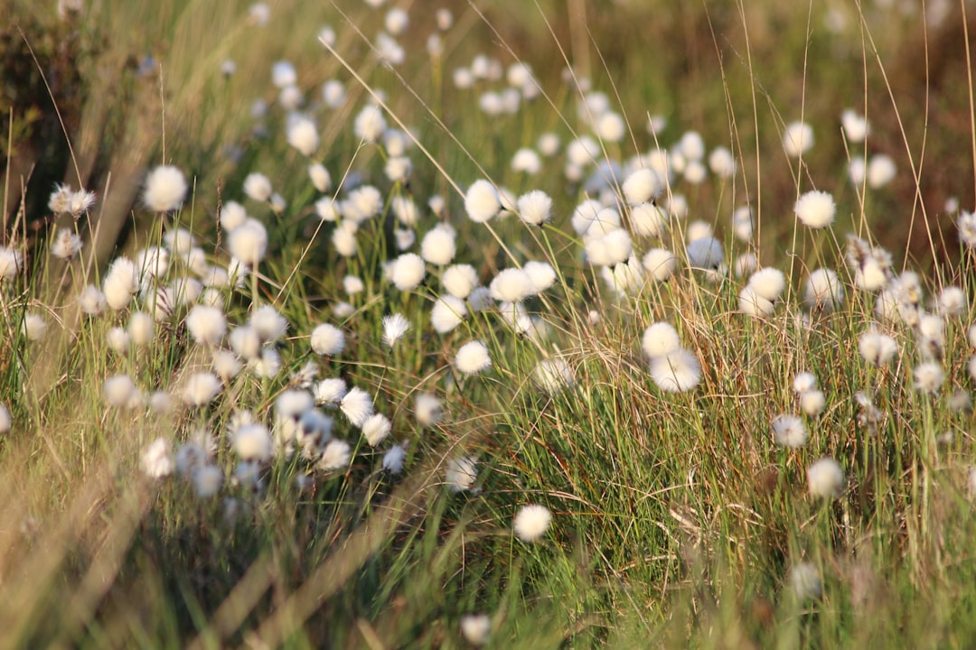 Bloemen planten: zo krijg je een tuin vol kleur het hele seizoen