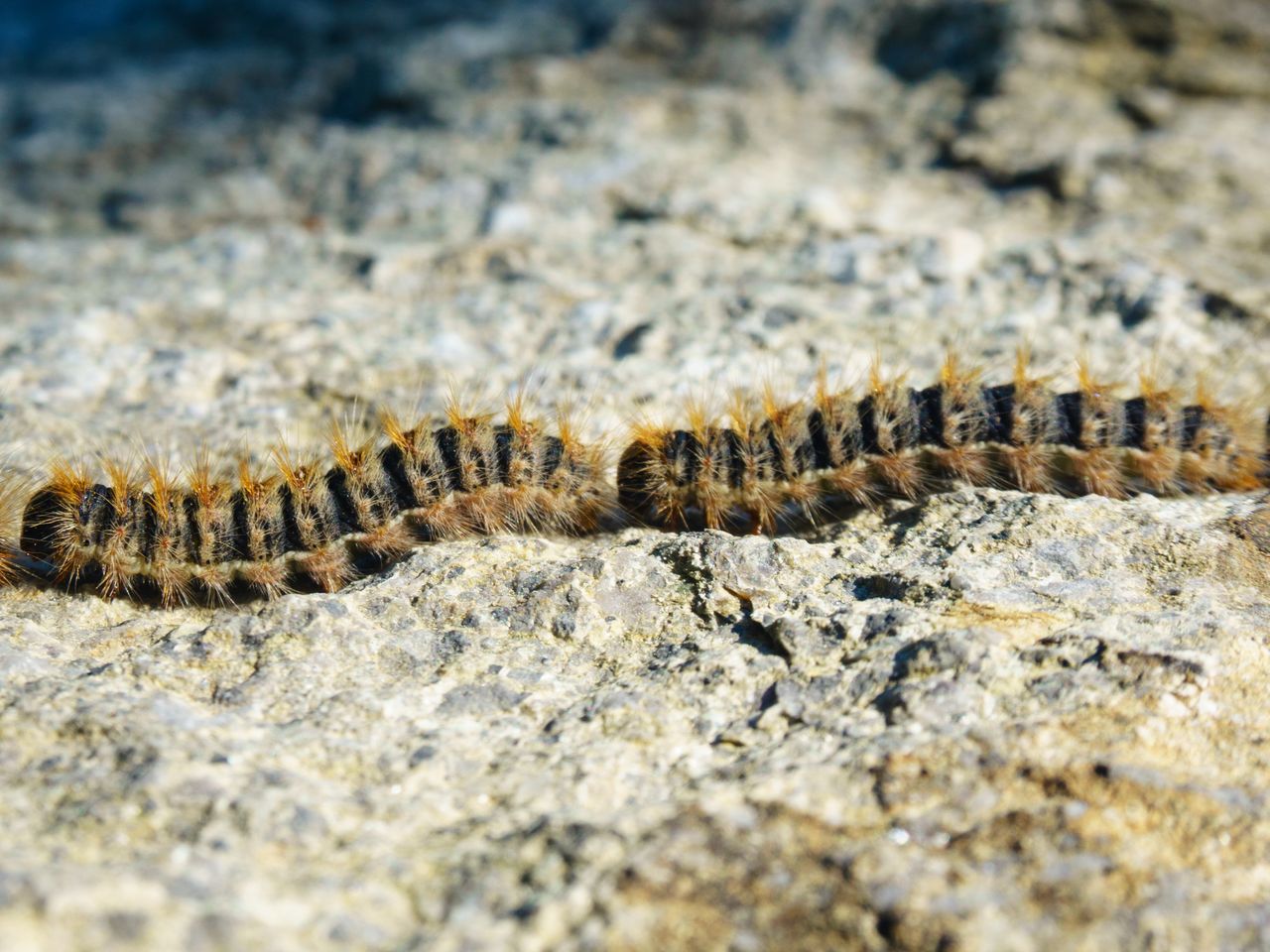 Eikenprocessierupsen op een natuurlijke manier onder controle houden