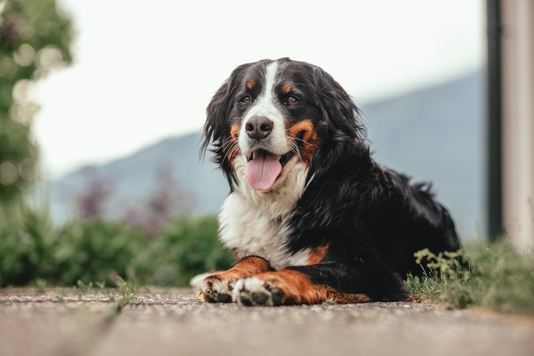Berner sennenhond: alles wat je moet weten over dit ras