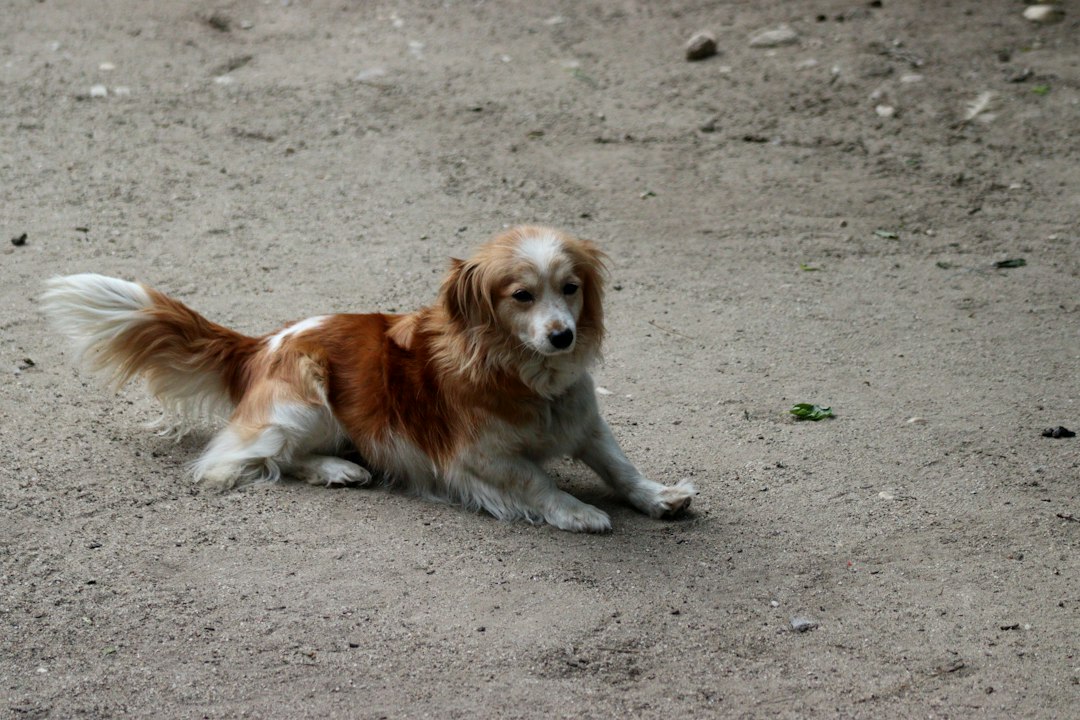 Kooiker hond: alles wat je moet weten over dit Nederlandse ras