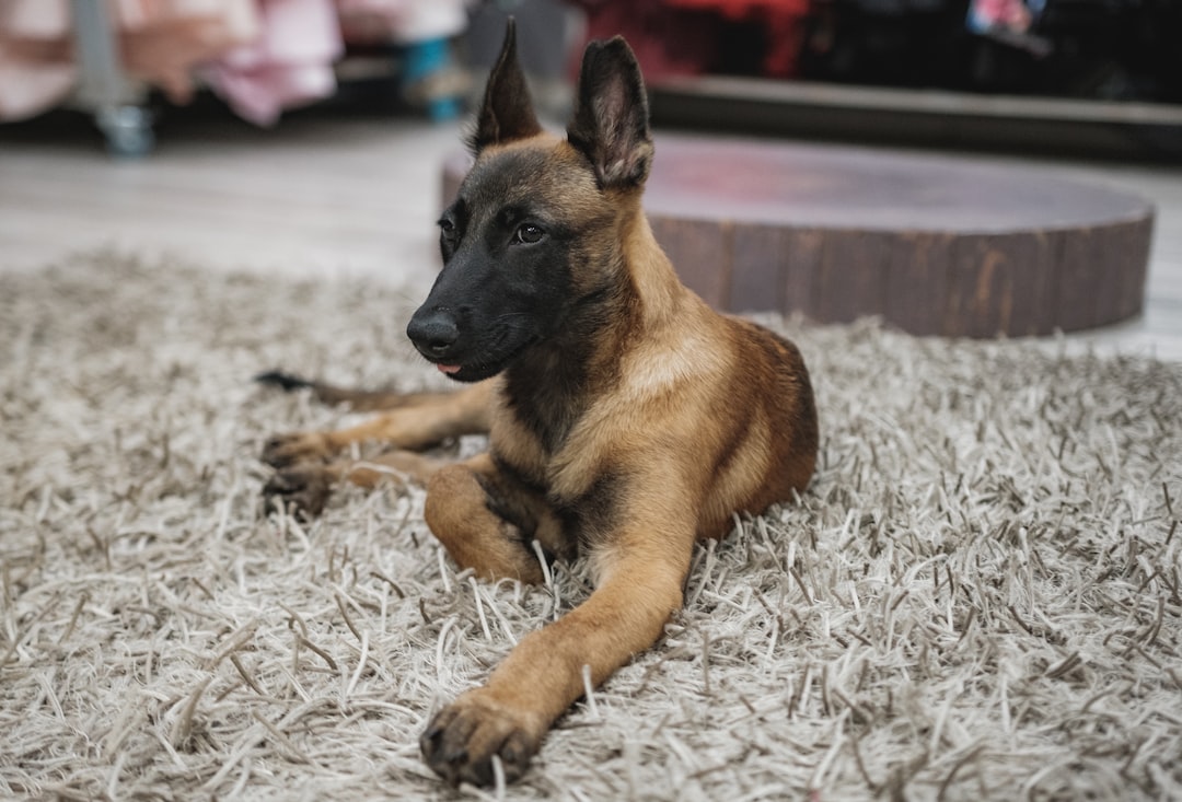 Malinois hond: alles wat je moet weten voor je er een in huis haalt