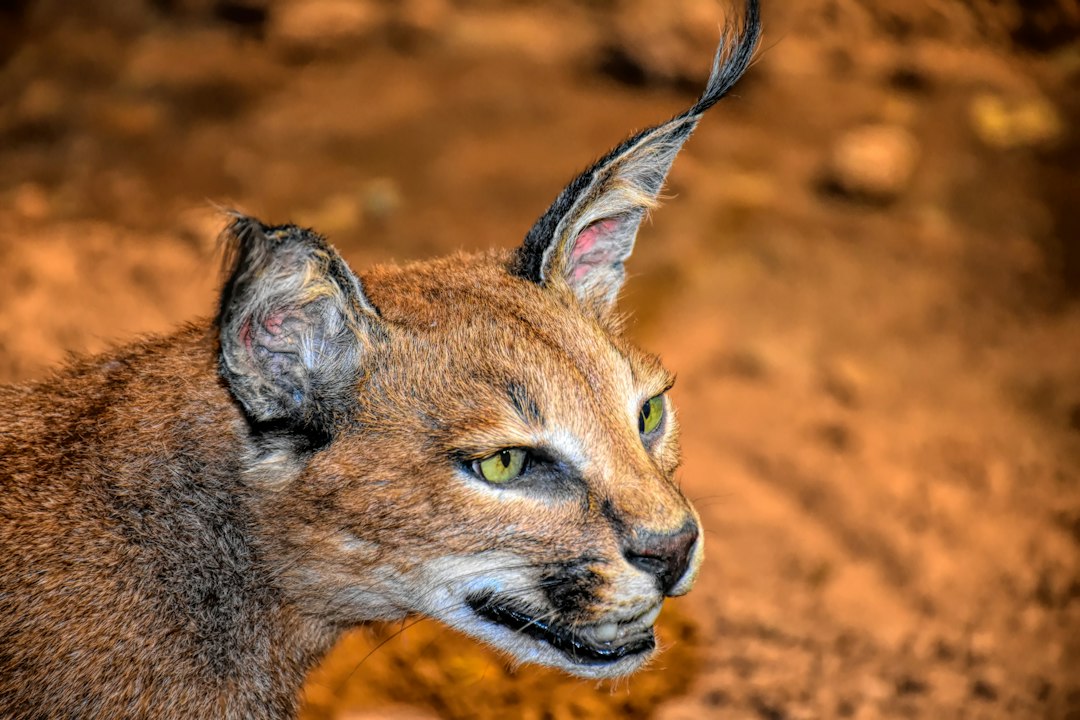 Afrikaanse wilde kat: alles over dit fascinerende roofdier