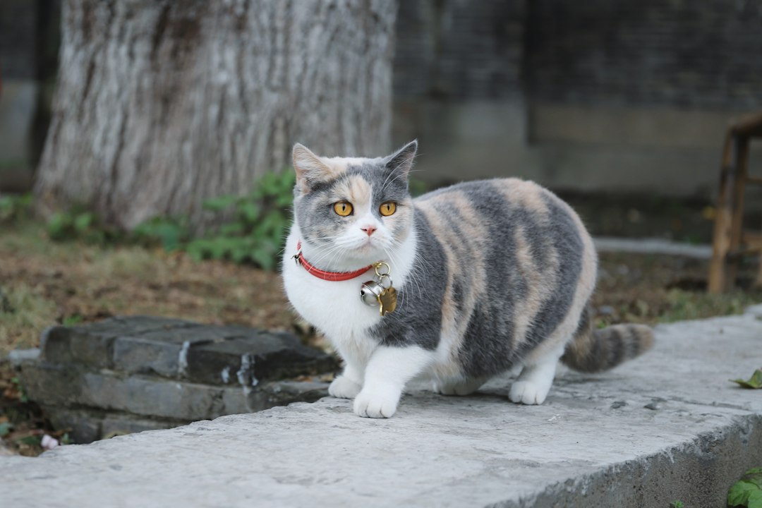 Munchkin: alles over dit bijzondere kortpotige kattenras