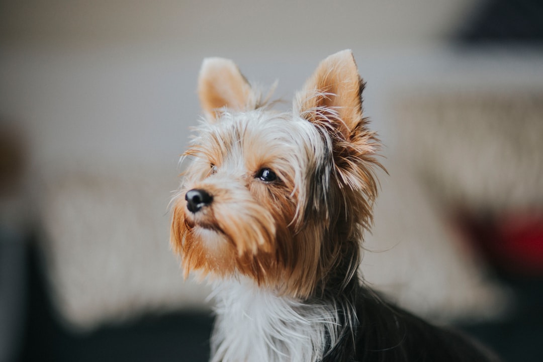 Kleine rustige honden: de beste rassen op een rij