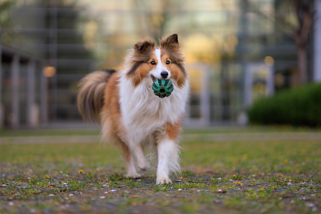 Sheltie hond: alles wat je moet weten over dit slimme ras