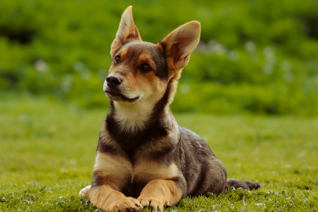 Bobtail hond: alles wat je moet weten over dit ras