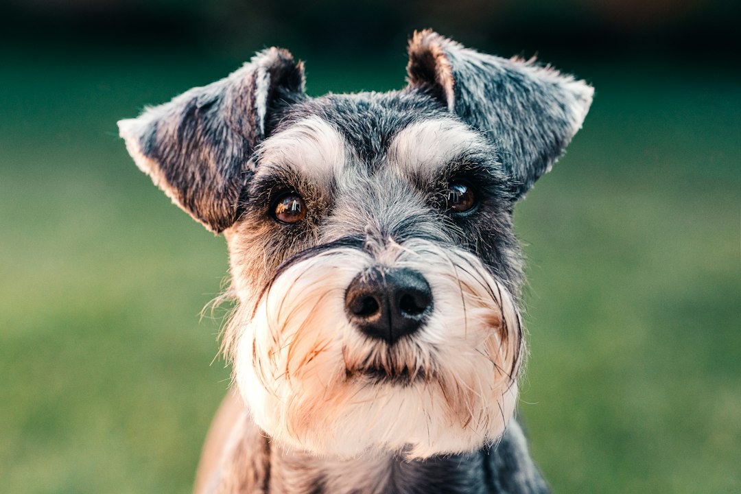 Schnauzer hond: alles wat je moet weten over dit veelzijdige ras