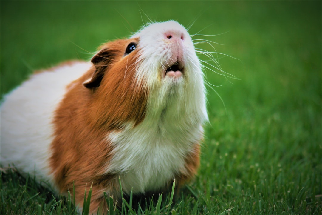 Langharige cavia: verzorging, rassen en waar je op moet letten