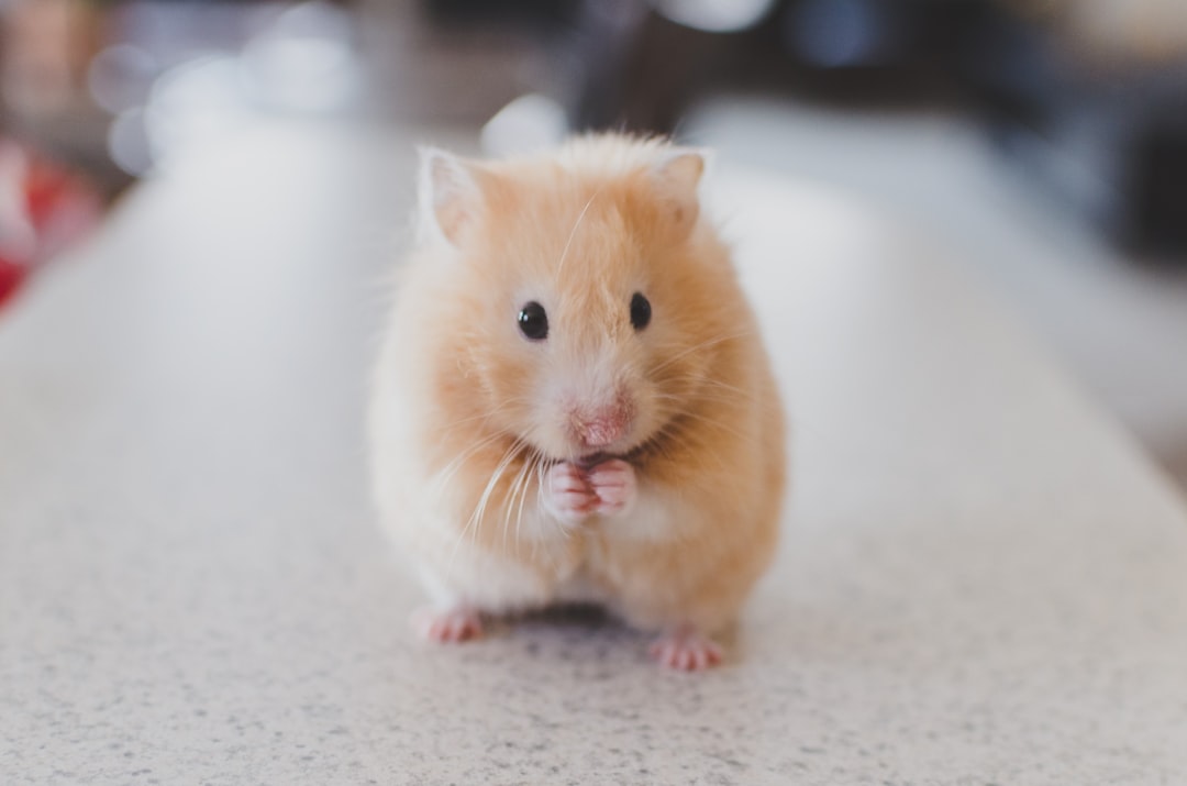 Syrian hamster: alles wat je moet weten over de goudhamster
