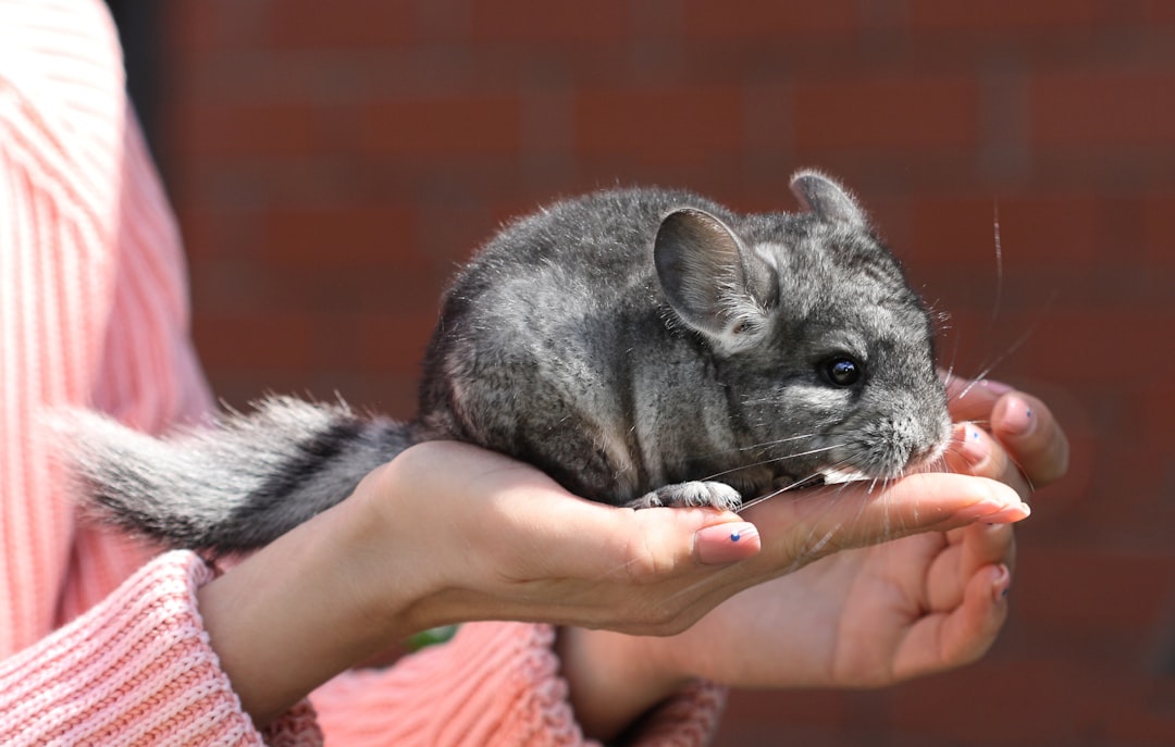 Chinchilla als huisdier: wat je moet weten voor je er een neemt