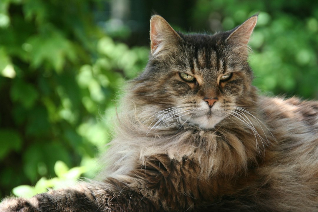 Maine Coon kat: alles wat je moet weten over dit grote kattenras