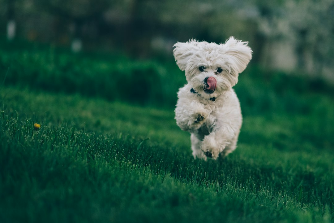 Maltipoo: alles wat je moet weten over dit hondenras