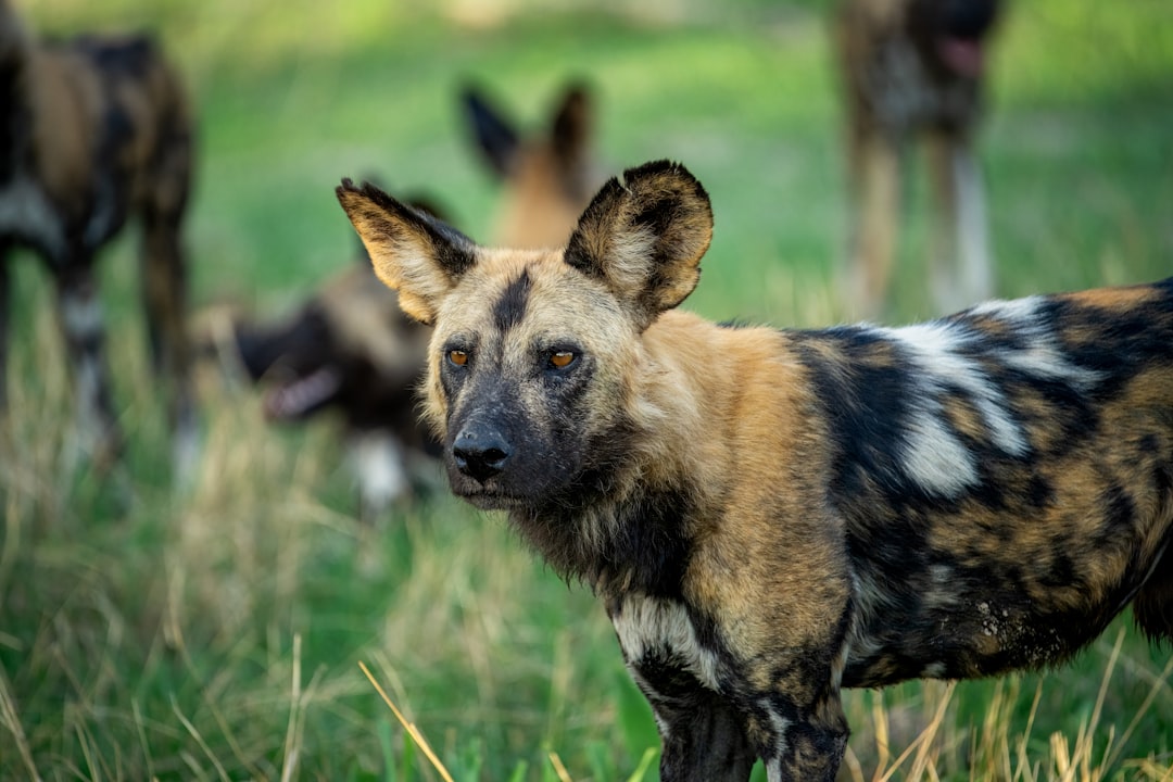 Afrikaanse hondenrassen: 7 bijzondere rassen uit Afrika