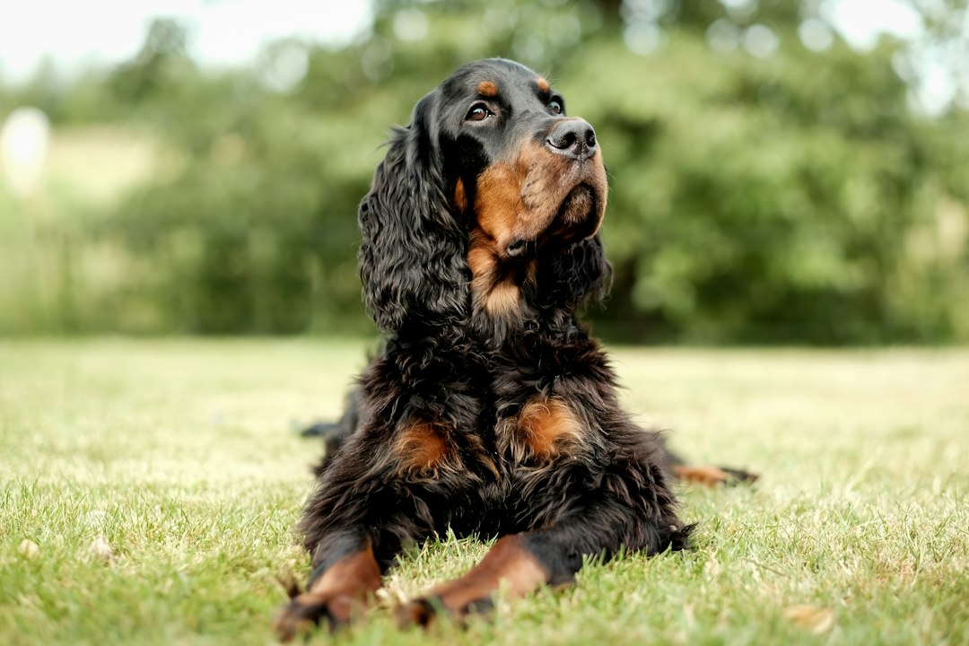 Spaanse hondenrassen: de bekendste honden uit Spanje op een rij