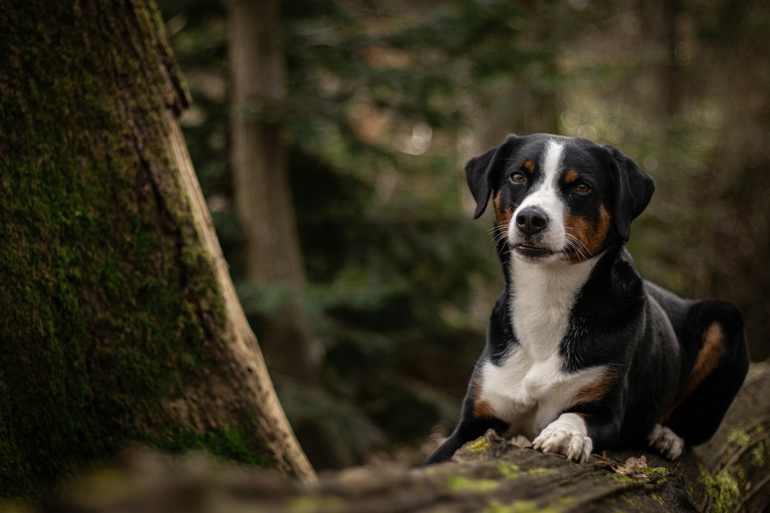 Hondenras Appenzeller: alles wat je moet weten over deze energieke sennenhond