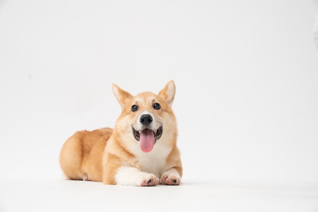 Hondenras corgi: alles wat je moet weten over deze populaire hond