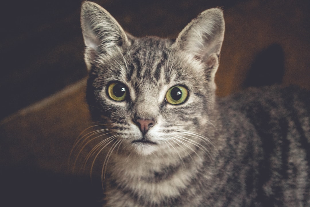 Kattenrassen met grote oren: de 6 opvallendste op een rij