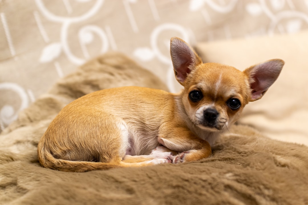 Hondenras chihuahua: alles over dit kleine maar eigenzinnige ras
