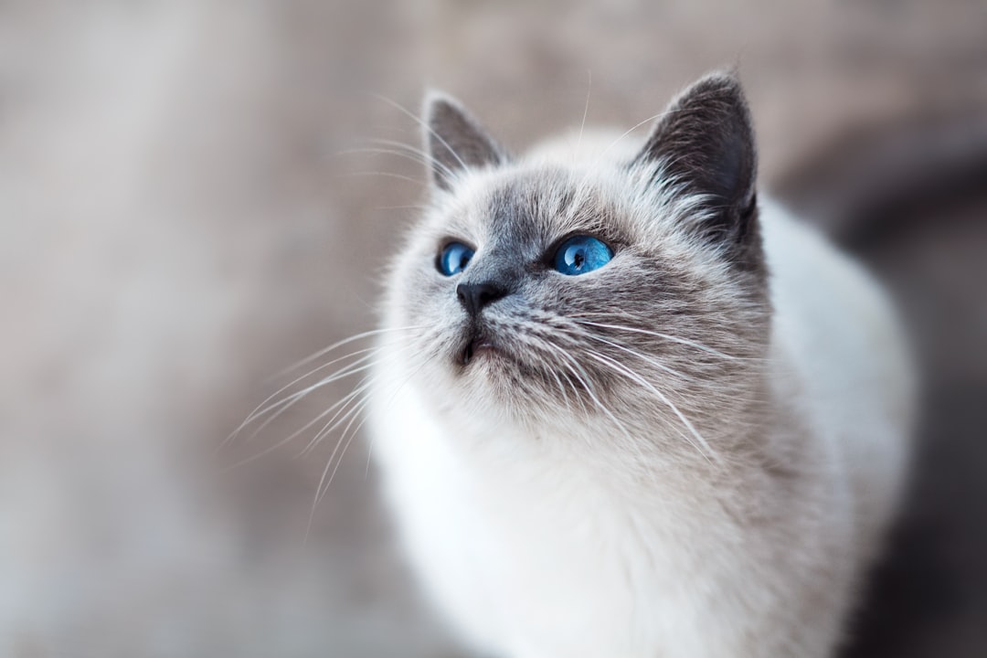 Hoe oud wordt een ragdoll kat? Levensverwachting en wat die bepaalt