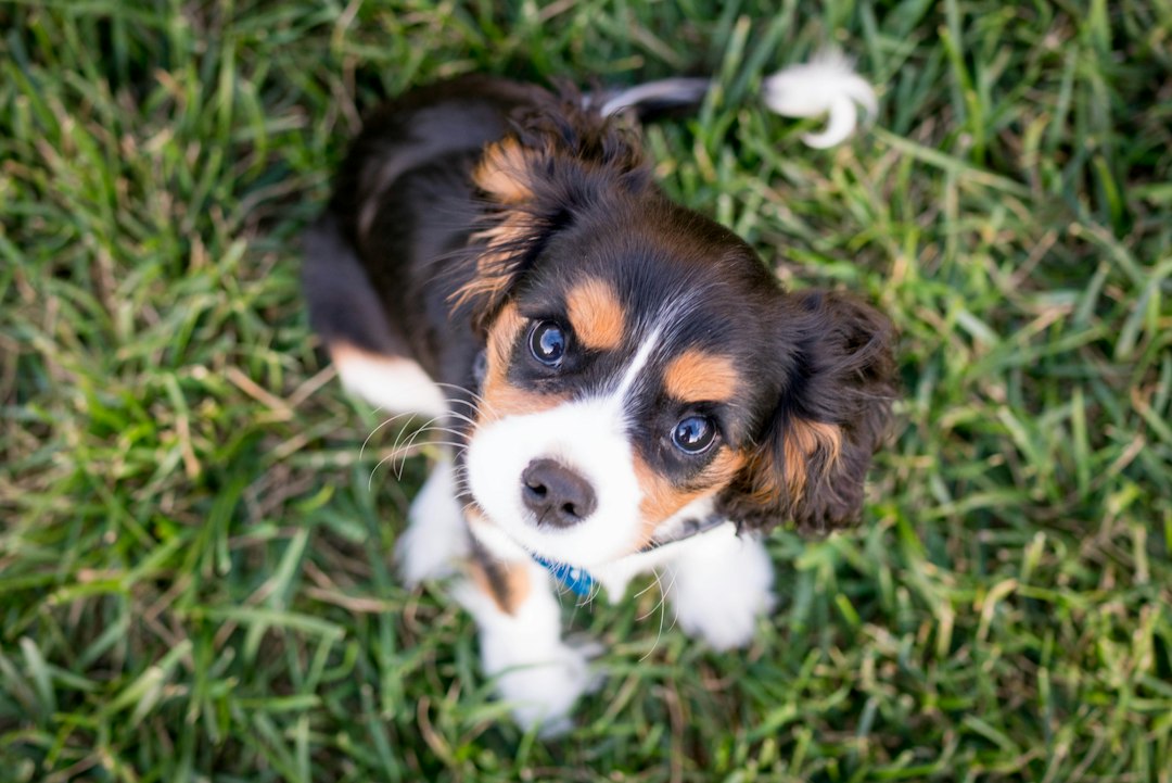 Het liefste kleine hondenras: welke mini-hond past bij jou?