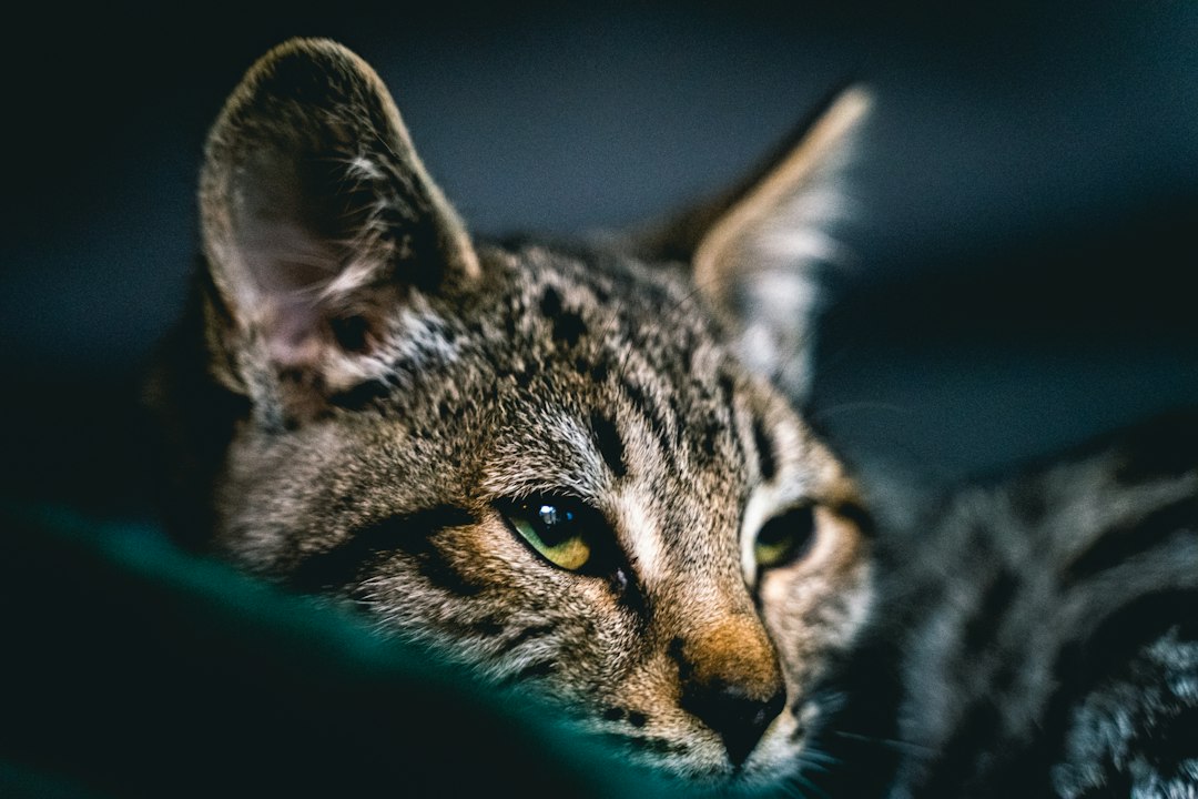 Savannah kat als huisdier: dit moet je weten voor je er een neemt