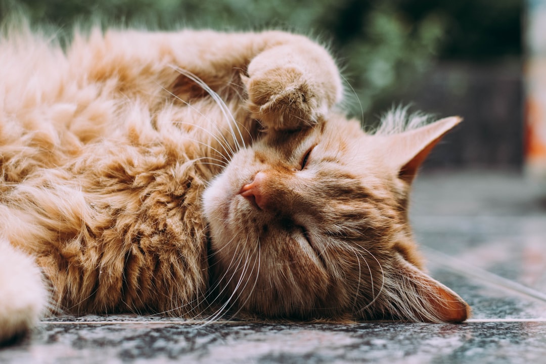 Rustige kattenrassen: de vredigste keuzes op een rij