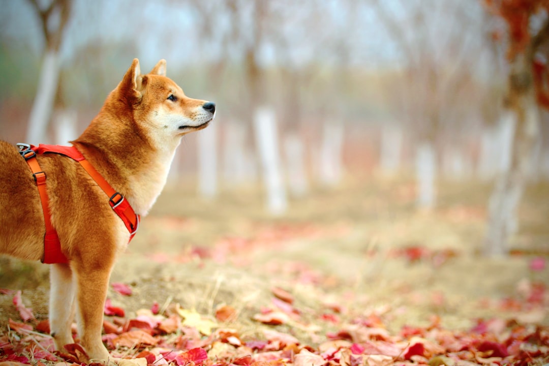 Hondenras shiba: alles wat je moet weten over deze Japanse hond