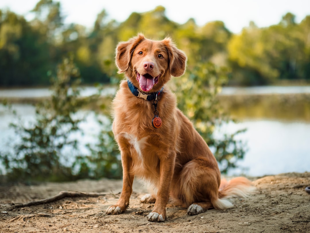 Nova Scotia duck tolling retriever: alles over dit bijzondere hondenras