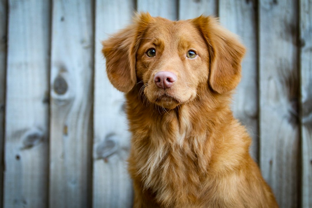 Toller hond: alles wat je moet weten over de Nova Scotia Duck Tolling Retriever