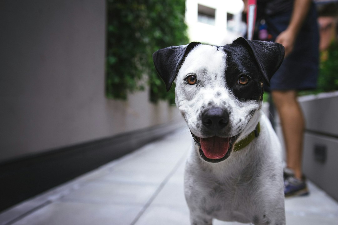 Zwart wit hondenras: de mooiste tweekleurige honden op een rij
