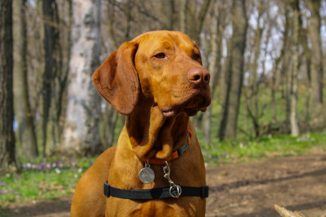 Vizsla hond: alles wat je moet weten over dit ras