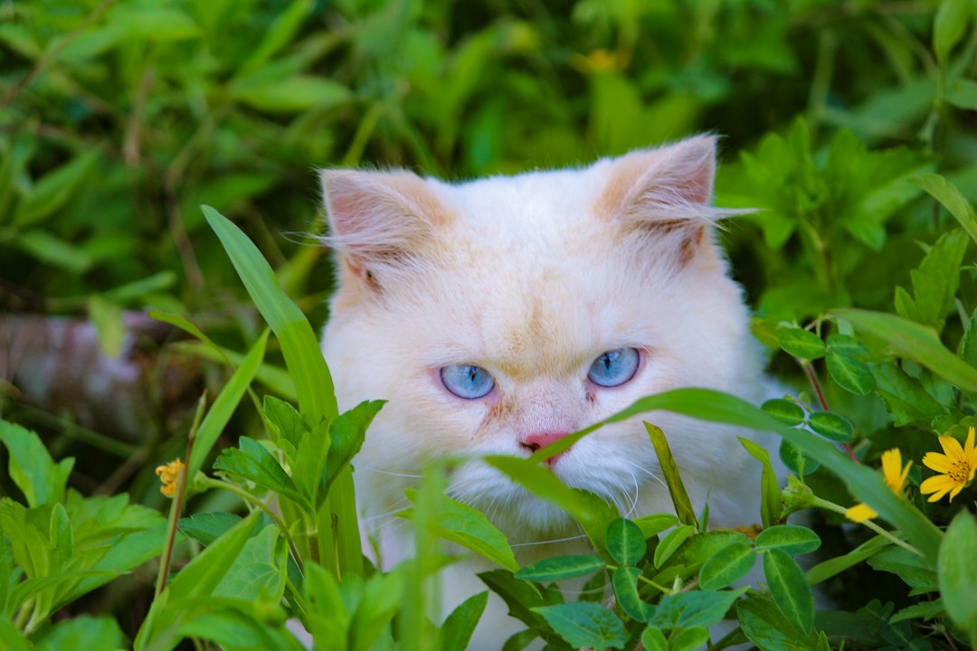 Kattenrassen met blauwe ogen: de mooiste soorten op een rij