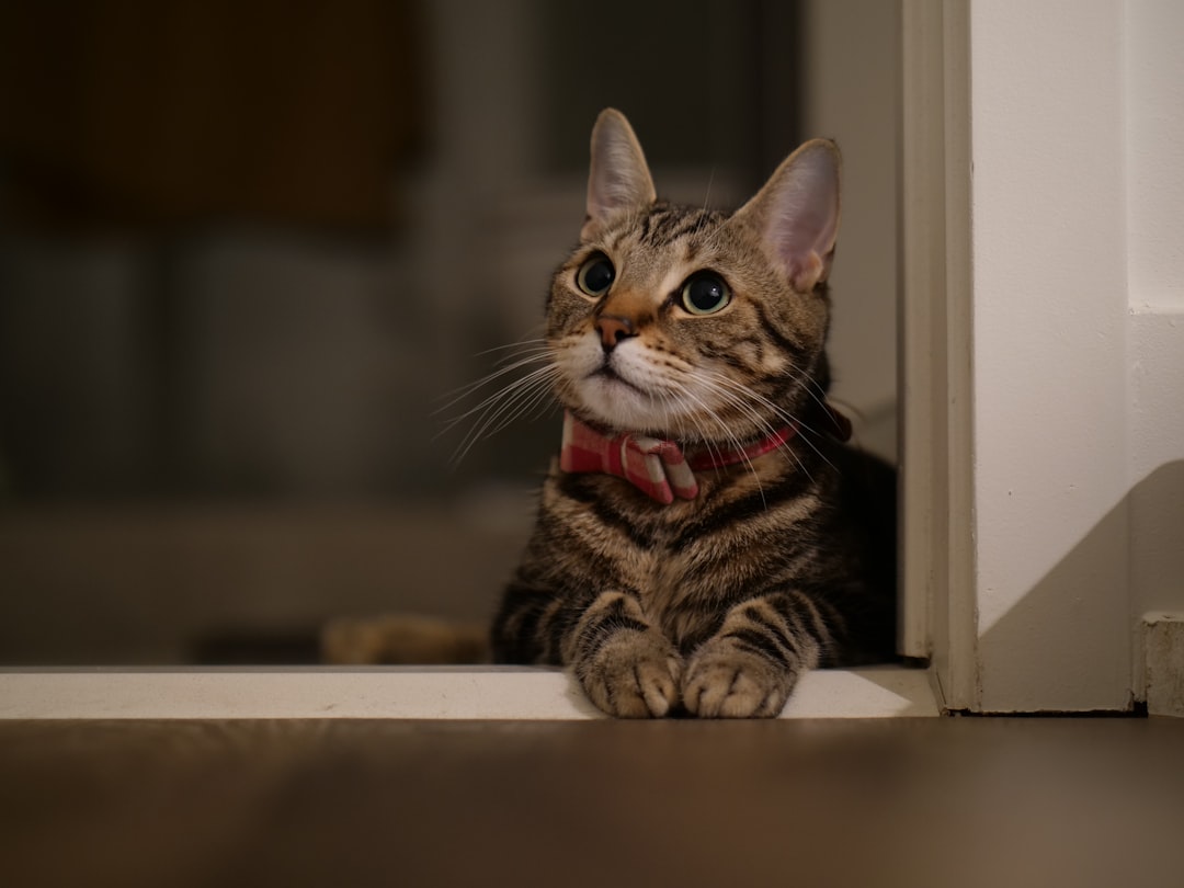 Cyperse kat: alles over het herkenbare gestreepte patroon