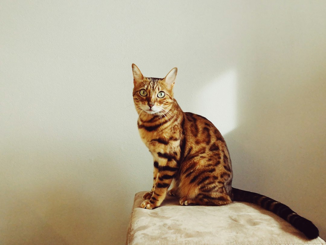 Bengaalse kat: alles wat je moet weten over dit bijzondere ras