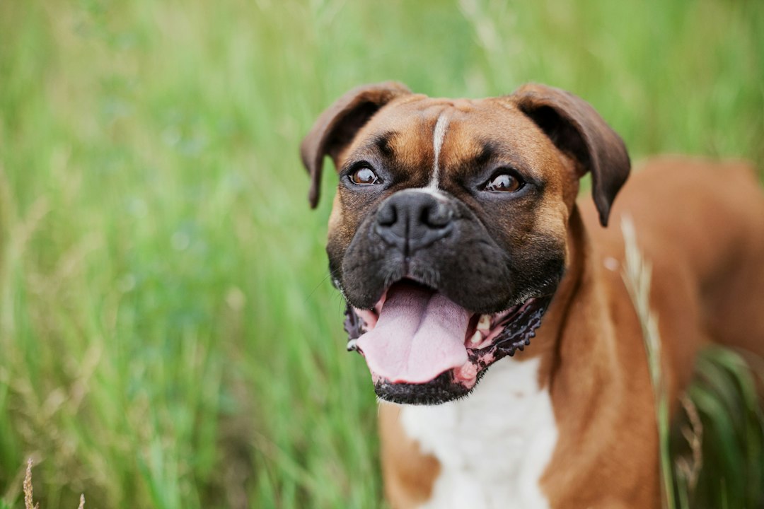Boxer hond: alles wat je moet weten over dit ras