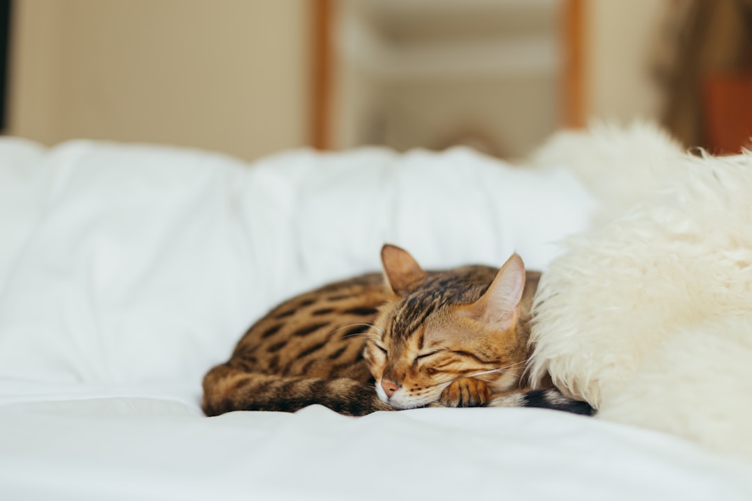 Bengaalse kat karakter: dit moet je weten voor je er een in huis haalt