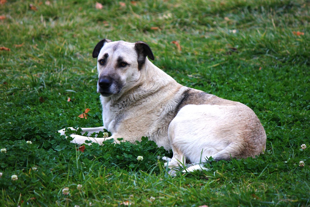 Kangal hond: karakter, opvoeding en alles wat je moet weten