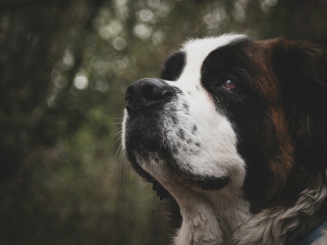 Sint-bernard hond: alles wat je moet weten over dit reuzenras