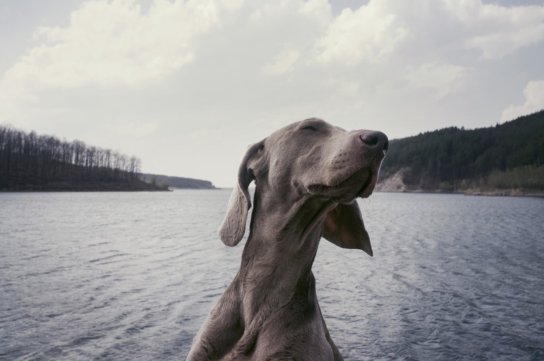 Weimaraner: alles over dit bijzondere Duitse hondenras