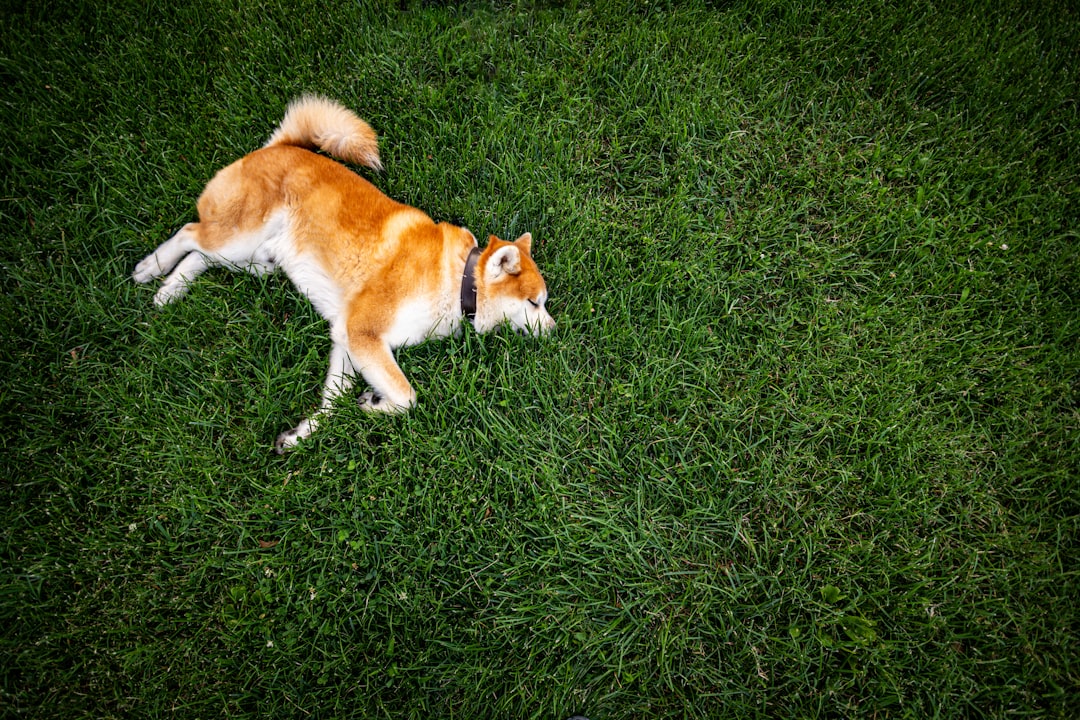 Akita hond: alles wat je moet weten over dit bijzondere ras