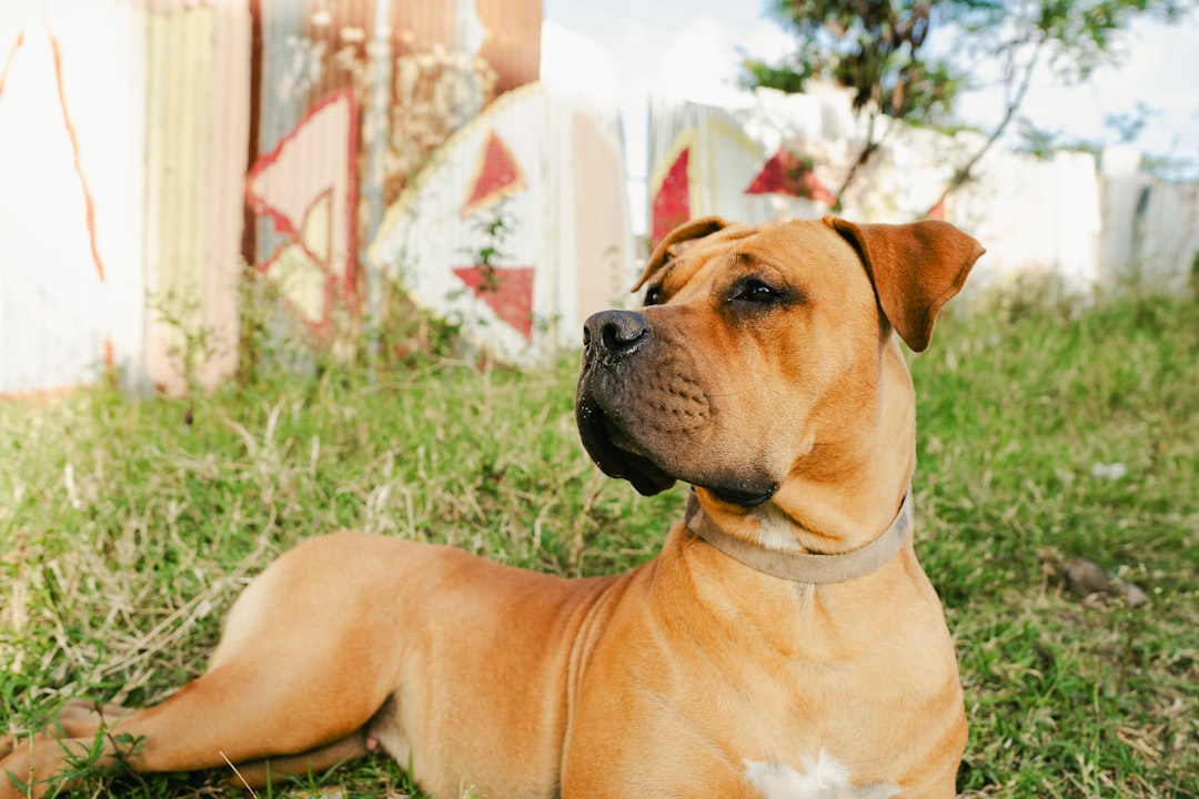 Boerboel hond: alles wat je moet weten over dit Zuid-Afrikaanse ras