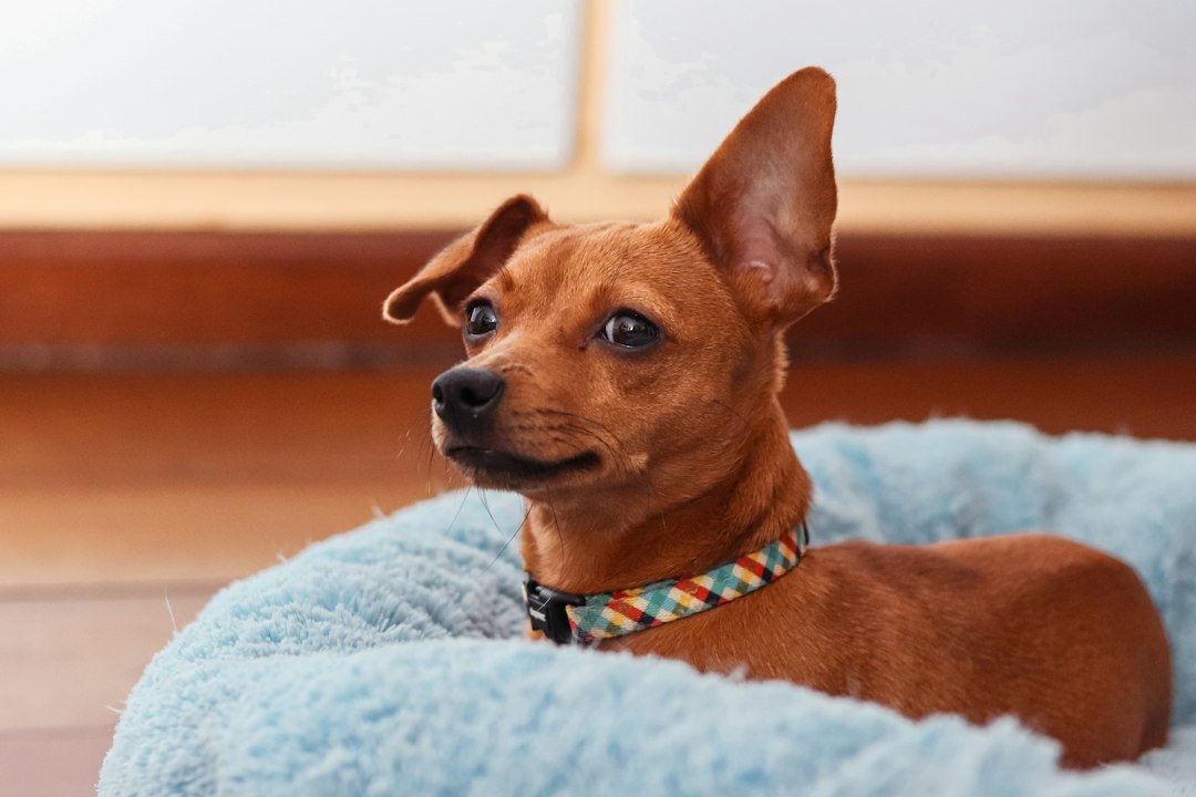 Pinscher hond: alles wat je moet weten over dit ras