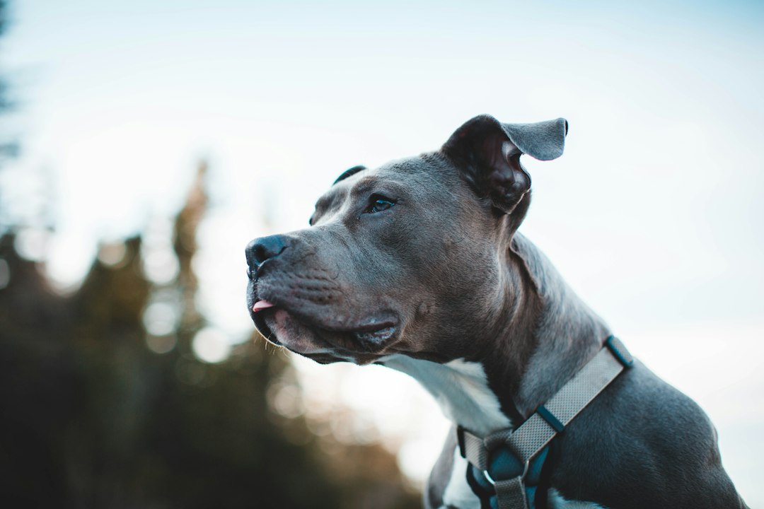 Pitbull hond: alles wat je moet weten over dit ras