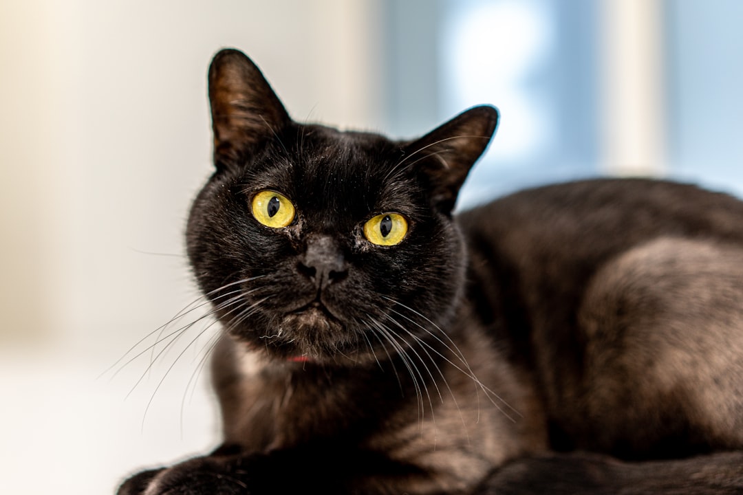 Bombay kat: alles wat je moet weten over dit bijzondere ras