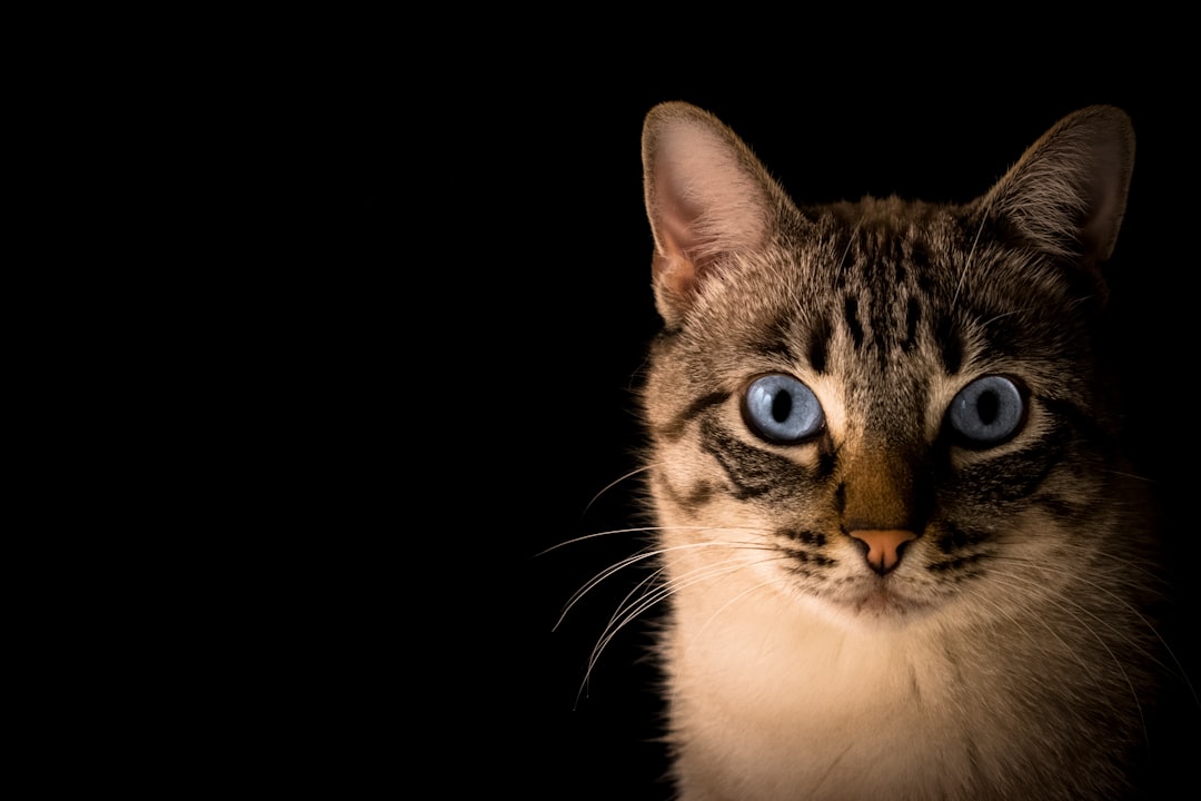 Kattenrassen: een compleet overzicht van de populairste rassen
